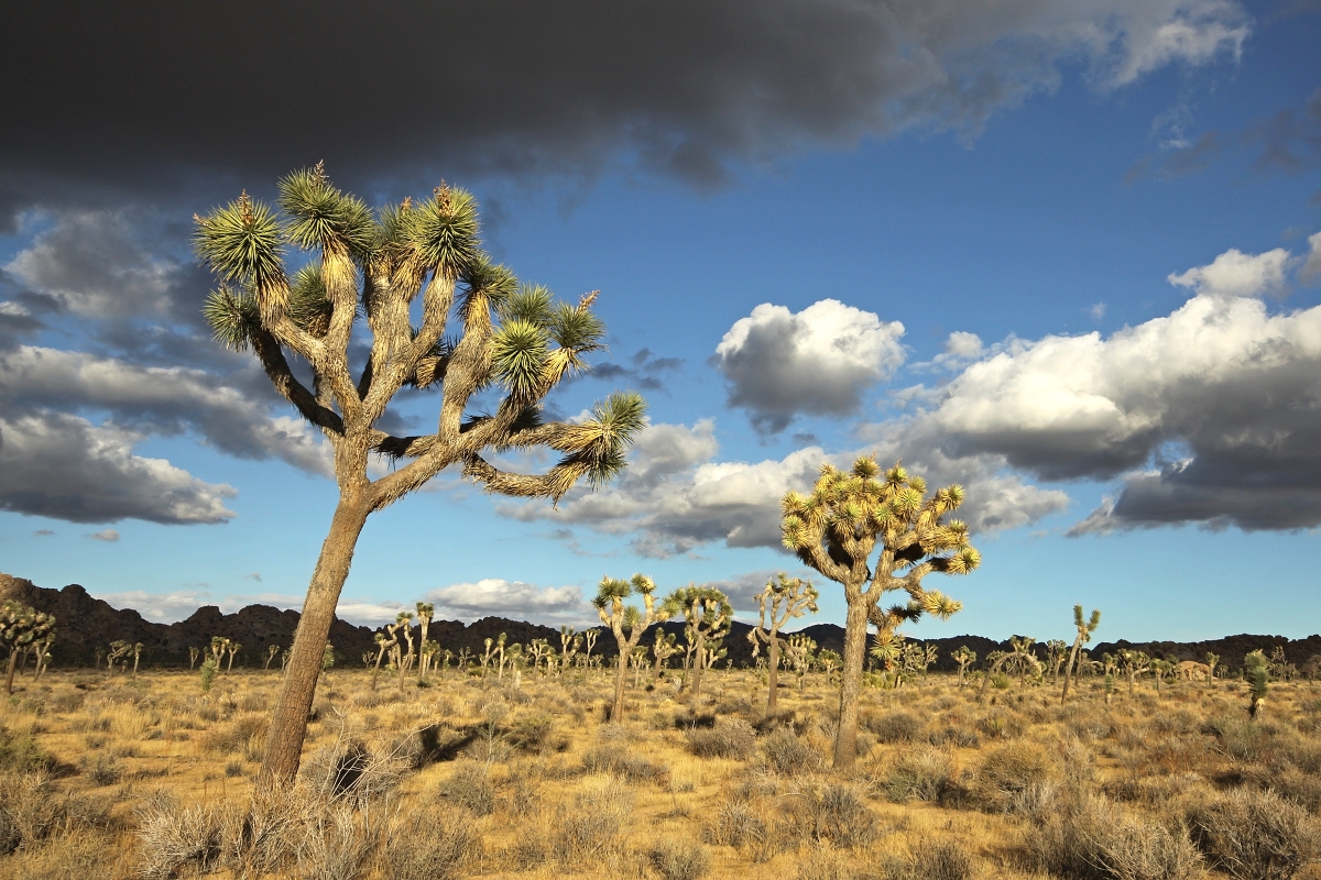3. miesto - Joshua Tree National Park, California v USA, fotku poslal Tomáš Chrudimský z FRIMO Group GmbH 3. miesto - Joshua Tree National Park, California v USA, fotku poslal Tomáš Chrudimský z FRIMO Group GmbH